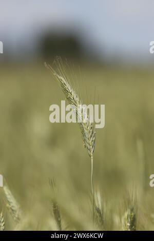 Nahaufnahme von grünem Gerstenstiel auf dem Feld Stockfoto