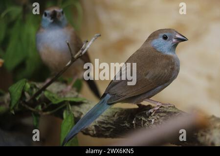 Junge Rotwangen-Rotbacken-Cordon-bleu-finkenvogel Stockfoto