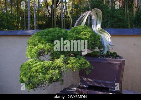 Bonsai-Baum im Herbst in Tokio, Japan Stockfoto