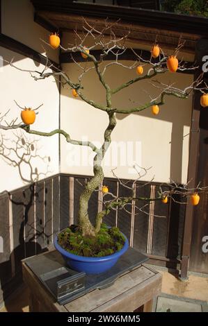 Bonsai-Baum im Herbst in Tokio, Japan Stockfoto