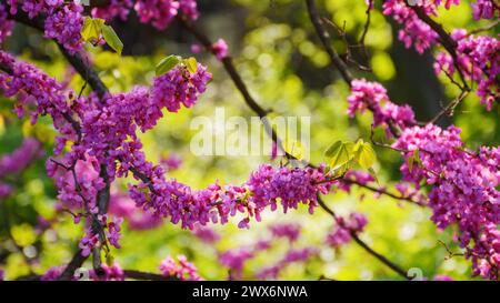 Nahaufnahme von Rotknospenbäumen, die im Park blühen. Rosafarbener Hintergrund im Frühling Stockfoto