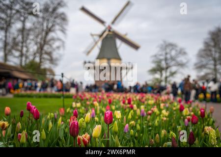 Blühende Tulpenblüten vor der traditionellen niederländischen Windmühle in Lisse, Südholland, Niederlande. Selektiver Fokus Stockfoto