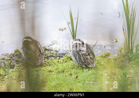 Knorrige Enten. Slimbridge, Gloucestershire, Vereinigtes Königreich. Stockfoto