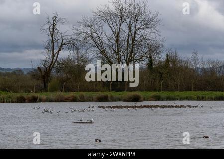 Avocet-Herde. Slimbridge, Gloucestershire, Vereinigtes Königreich. Stockfoto