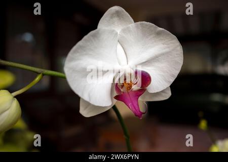 Weiße Mottenorchideen (Phalaenopsis amabilis), bekannt als Mondorchidee. Stockfoto