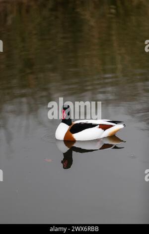 Shelduck - Tadorna tadorna - eine Amber Konvservationsstatus Ente. Stockfoto