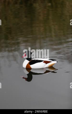 Shelduck - Tadorna tadorna - eine Amber Konvservationsstatus Ente. Stockfoto