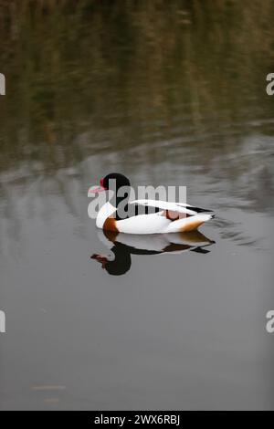 Shelduck - Tadorna tadorna - eine Amber Konvservationsstatus Ente. Stockfoto