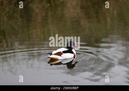 Shelduck - Tadorna tadorna - eine Amber Konvservationsstatus Ente. Stockfoto