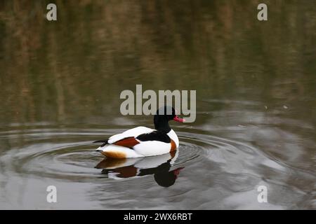 Shelduck - Tadorna tadorna - eine Amber Konvservationsstatus Ente. Stockfoto