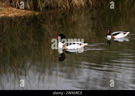 Shelduck - Tadorna tadorna - eine Amber Konvservationsstatus Ente. Stockfoto