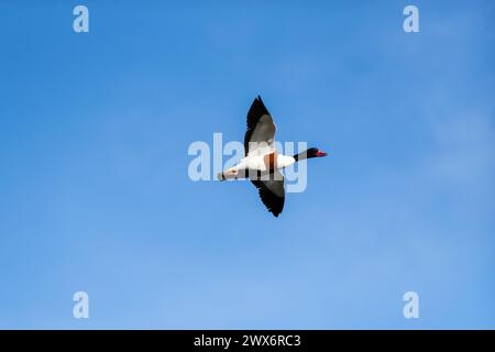 Schutzente - Tadorna tadorna - im Flug. Eine gelbe Konvservationsente. Stockfoto