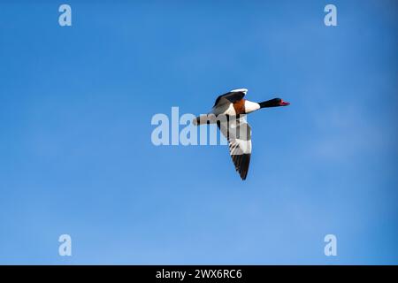 Schutzente - Tadorna tadorna - im Flug. Eine gelbe Konvservationsente. Stockfoto