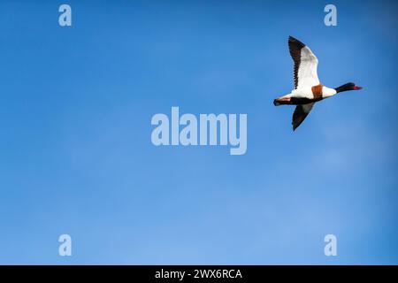 Schutzente - Tadorna tadorna - im Flug. Eine gelbe Konvservationsente. Stockfoto