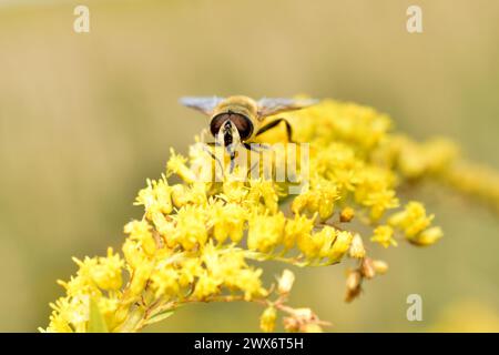 Eine männliche Biene, eine Drohne, wurde von vorne fotografiert, während sie Nektar von einer Blume sammelte. Stockfoto