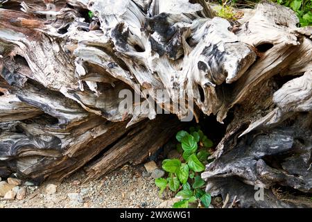 Eine einzigartige große Treibholzwurzel, die an einem Seestrand erodiert. Stockfoto