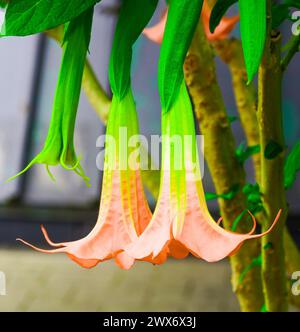 Eine Nahaufnahme von Brugmansia versicolor Blumen Stockfoto