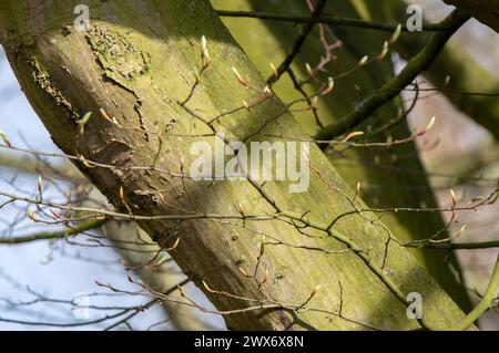 Close Up Zweig Eines Carpinus betulus Fastigiata Baumes in Amsterdam, Niederlande 21-3-2024 Stockfoto