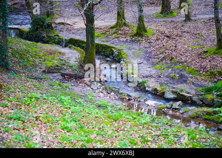 Ein ruhiger Bach fließt sanft zwischen den Bäumen im üppigen Wald und schafft eine ruhige und friedliche Szene. Stockfoto