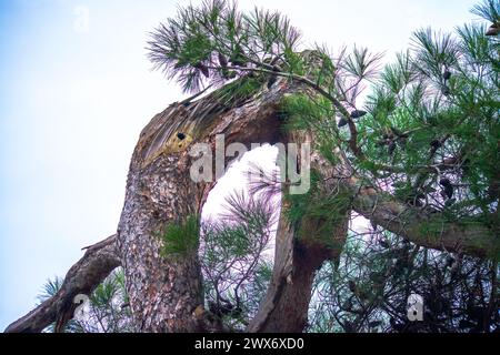 Die Oddität der Natur: Ein seltsam geformter Baum ist ein einzigartiges und eigentümliches Wunder in der Natur und zeigt den unverwechselbaren Charme der Natur Stockfoto