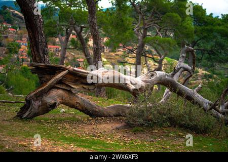 Nature's Puzzle: Ein zusammengestürzter, seltsam geformter Baum liegt auf dem Waldboden und schafft eine einzigartige und rätselhafte Landschaft im Herzen des Waldes. Stockfoto