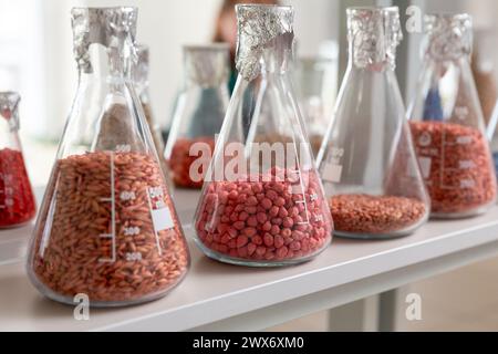 Proben verkrusteter und verarbeiteter Körner in Glasröhrchen im Agrochemie-Labor. Stockfoto