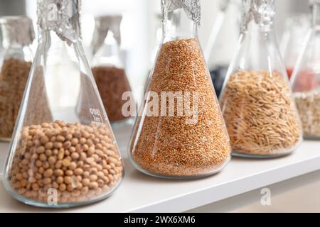 Proben verkrusteter und verarbeiteter Körner in Glasröhrchen im Agrochemie-Labor. Stockfoto