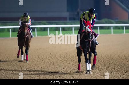 Meydan Racecourse, Dubai, VAE, Donnerstag, den 28. März 2024; Dubai Gold Cup-Teilnehmer Libyan Glass und Forever Young Derby-Teilnehmer Forever Young nehmen an der Streckenarbeit auf der Meydan Racecourse Teil, vor dem Treffen der Dubai World Cup am Samstag, den 30. März 2024. Credit JTW equine Images / Alamy Live News Stockfoto