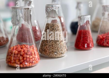 Proben verkrusteter und verarbeiteter Körner in Glasröhrchen im Agrochemie-Labor. Stockfoto