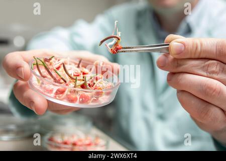 Nahaufnahme männlicher Hände, die eine Probe von Keimsamen im Agrochemielabor halten. Stockfoto