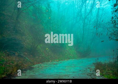 Begeben Sie sich in einen verzauberten nebeligen Wald, wo alte Bäume ein mystisches Ambiente genießen und einen Zauber ätherischer Wunder in den nebelbelbeladenen Wäldern ausstrahlen. Stockfoto