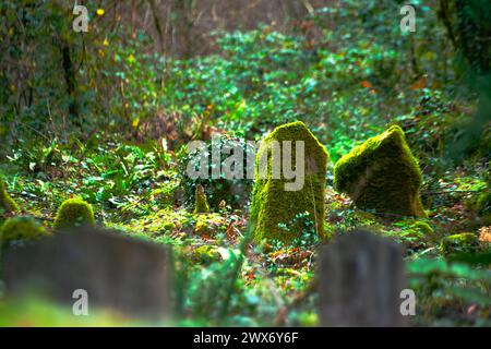 Zwischen antiken Grabsteinen bietet ein Friedhof Ruhe, der mit Moosen geschmückt ist und eine feierliche und historische Ruhestätte mit moosbedeckter Schönheit schafft Stockfoto