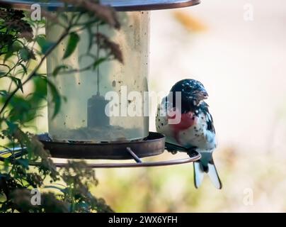 Männlicher Rosenschnabel, der an einem Sommertag in Taylors Falls, Minnesota, auf einem Futterhäuschen sitzt. Stockfoto