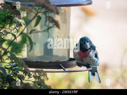 Männlicher Rosenschnabel, der an einem Sommertag in Taylors Falls, Minnesota, auf einem Futterhäuschen sitzt. Stockfoto