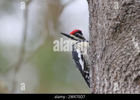 Ein winziger Vogel thront anmutig auf einem Baumzweig Stockfoto