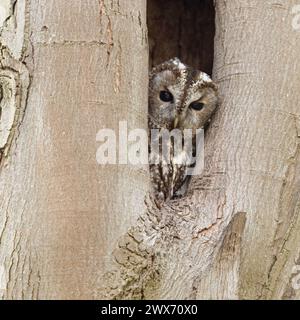 Tawny Owl ( Strix aluco ) beobachtet aus seiner natürlichen Baumhöhle, Brutseite, Tierwelt, Europa. Stockfoto