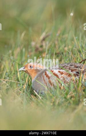 Graue Rebhühner ( Perdix perdix ), sitzend, versteckt auf einer Wiese, seltener Vogel von offenen Feldern und Ackerland, bedroht durch intensive Landwirtschaft, Wildtiere Europa. Stockfoto