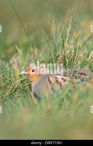 Graue Rebhühner ( Perdix perdix ), sitzend, versteckt auf einer Wiese, seltener Vogel von offenen Feldern und Ackerland, bedroht durch intensive Landwirtschaft, Wildtiere Europa. Stockfoto
