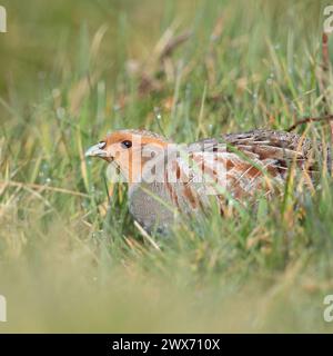Graue Rebhühner ( Perdix perdix ), sitzend, versteckt auf einer Wiese, seltener Vogel von offenen Feldern und Ackerland, bedroht durch intensive Landwirtschaft, Wildtiere Europa. Stockfoto