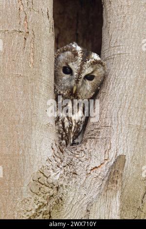 Tawny Owl ( Strix aluco ) beobachtet aus seiner natürlichen Baumhöhle, Brutseite, Tierwelt, Europa. Stockfoto