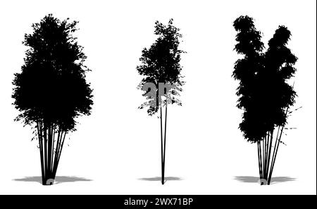 Set oder Sammlung von Bambusbäumen als schwarze Silhouette auf weißem Hintergrund. Konzept oder konzeptionelle 3D-Illustration für Natur, Planet, Ökologie und Kontra Stockfoto