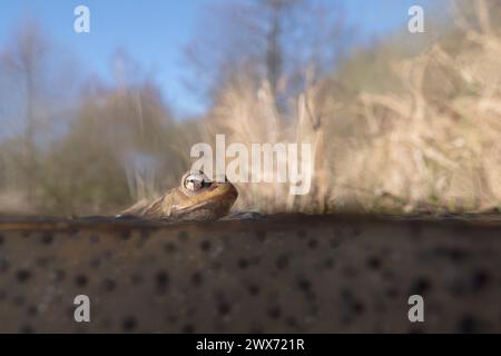 Laichzeit... Erdkröte Bufo bufo im Wasser, Teich, sitzt im zeitigen Frühjahr in einem Tümpel auf Froschlaich, heimische Amphibien, Tierwelt, Natur *** gemeine Kröte Bufo bufo sitzend auf Anglerlau, schwimmend auf Wasseroberfläche, mit natürlichem Lebensraum rund, Split-Screen, Wildnis, Europa. Nordrhein-Westfalen Deutschland, Westeuropa Stockfoto