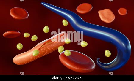 3D-Darstellung von Plasmodium falciparum und Merozoit in Erythrozyten Stockfoto