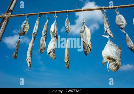 Eine Reihe getrockneter Fische hing draußen in der Sonne unter blauem Himmel in Thailand Stockfoto