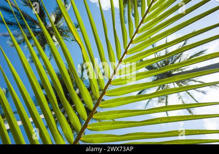 Palmblatt gestreifter Hintergrund, grüne tropische natürliche Linien, von unten nach oben durch Palmblattstreifen am blauen Himmel und Spitzen von Kokospalmen Stockfoto