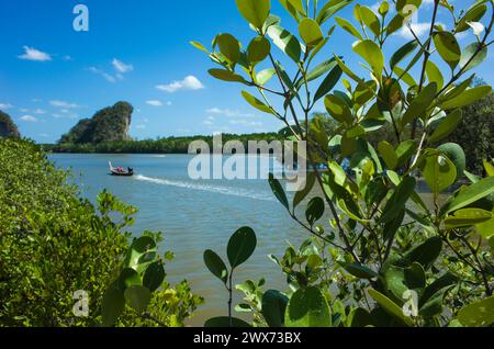 Nahaufnahme der Blätter von Mangrovenbäumen im Mangrovenwald am Pak Nam Fluss und Khao Khanab Nam Berg in Krabi im Süden Thailands Stockfoto