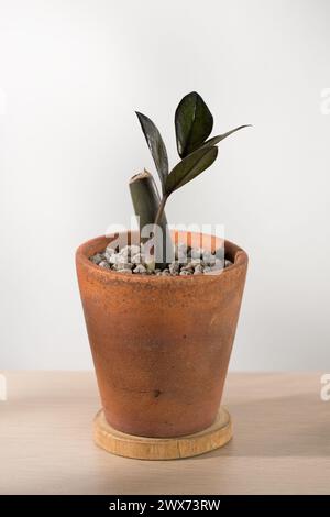 Setzlinge von ZZ Plant oder Zamioculcas zamiifolia in Keramiktöpfen auf einem minimalistischen Holztisch. Stockfoto