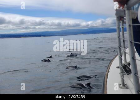 Eine Bootsfahrt in der Nähe von Monterey CA - Wal- und Delfinbeobachtung Stockfoto