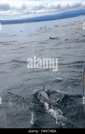 Eine Bootsfahrt in der Nähe von Monterey CA - Wal- und Delfinbeobachtung Stockfoto