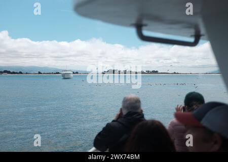 Eine Bootsfahrt in der Nähe von Monterey CA - Wal- und Delfinbeobachtung Stockfoto